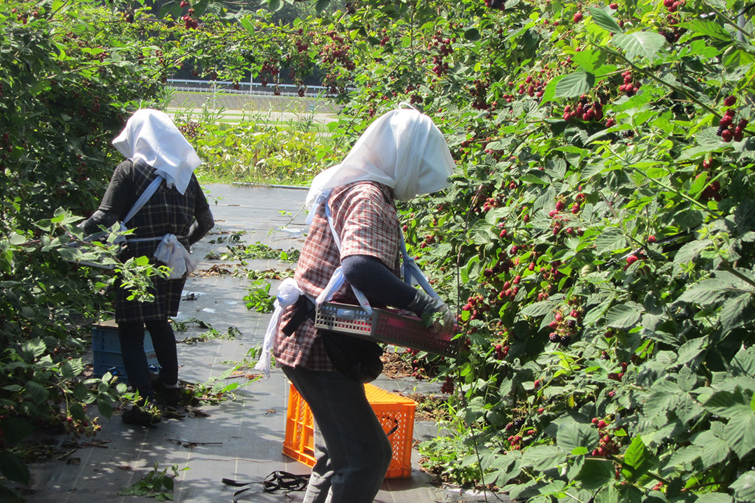 About non-pesticide, manual work