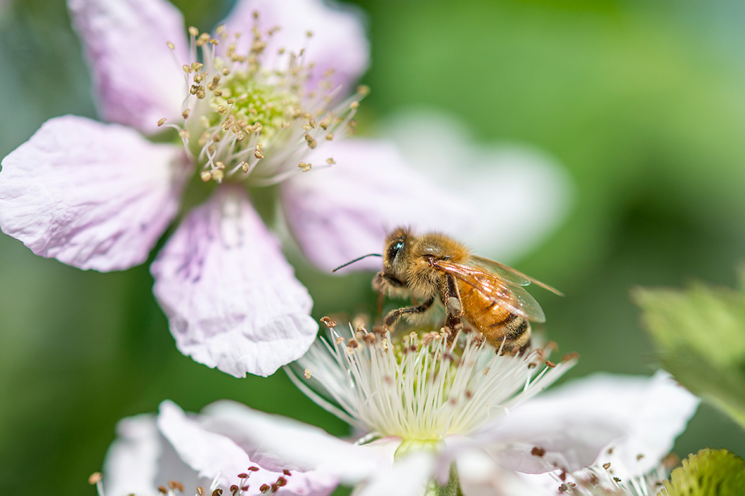 Natural farming methods