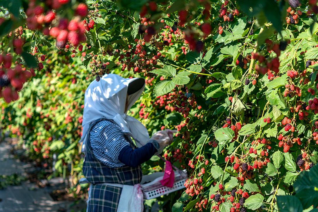 Natural farming methods