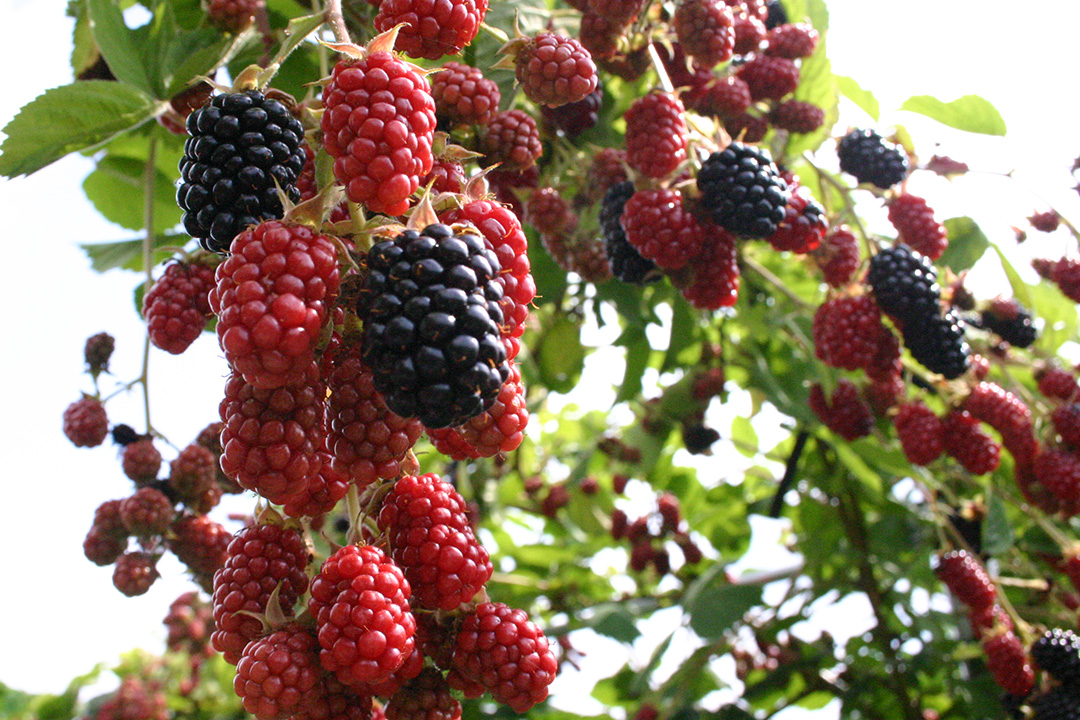 How to eat Black berries