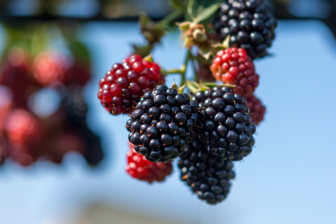 Berries in Season