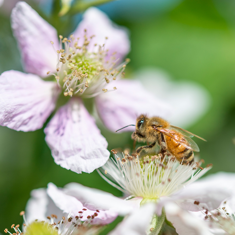 自然本来のかたちで栽培