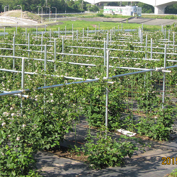 開花したブラックベリー畑