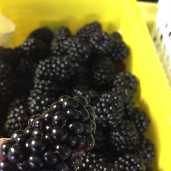 ブラックベリー、一つ一つ選別