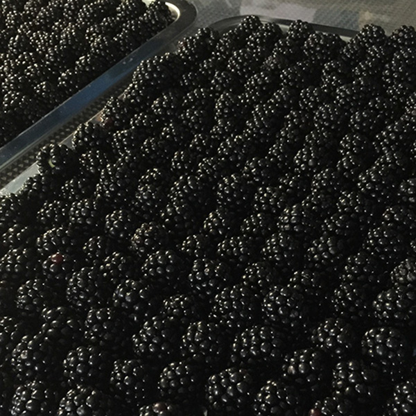 果実は生で日持ちしない為、即に冷凍保管します