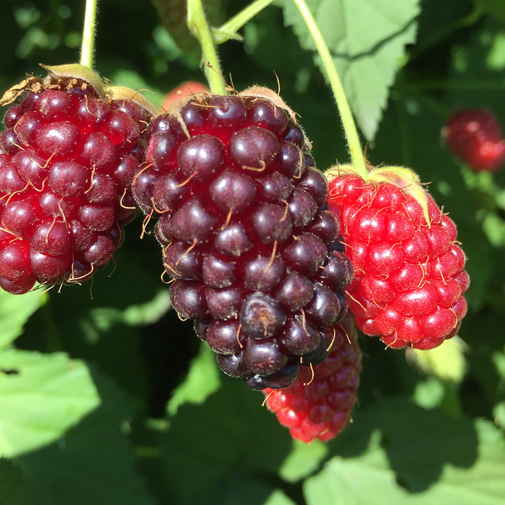 ベリー 商品一覧｜青森三内縄文べリーランド